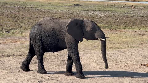 Majestic African Elephant Strolling in Nature