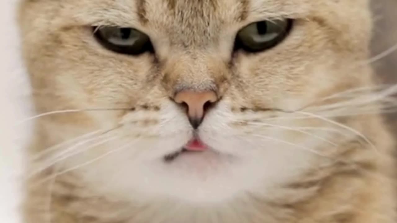 This Tiny Cat Just Wants to Be Loved… 🐾💗