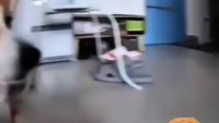 😂🐶 He Knows! Animal's Reaction is Priceless! | FunFM