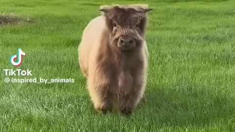 Cute fluffy cow #animals #viral #cute #fyp #cute #funny#cow #lol