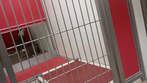 Kyra 3y A866021 kennel 115 PACC shelter_20250525_163439640