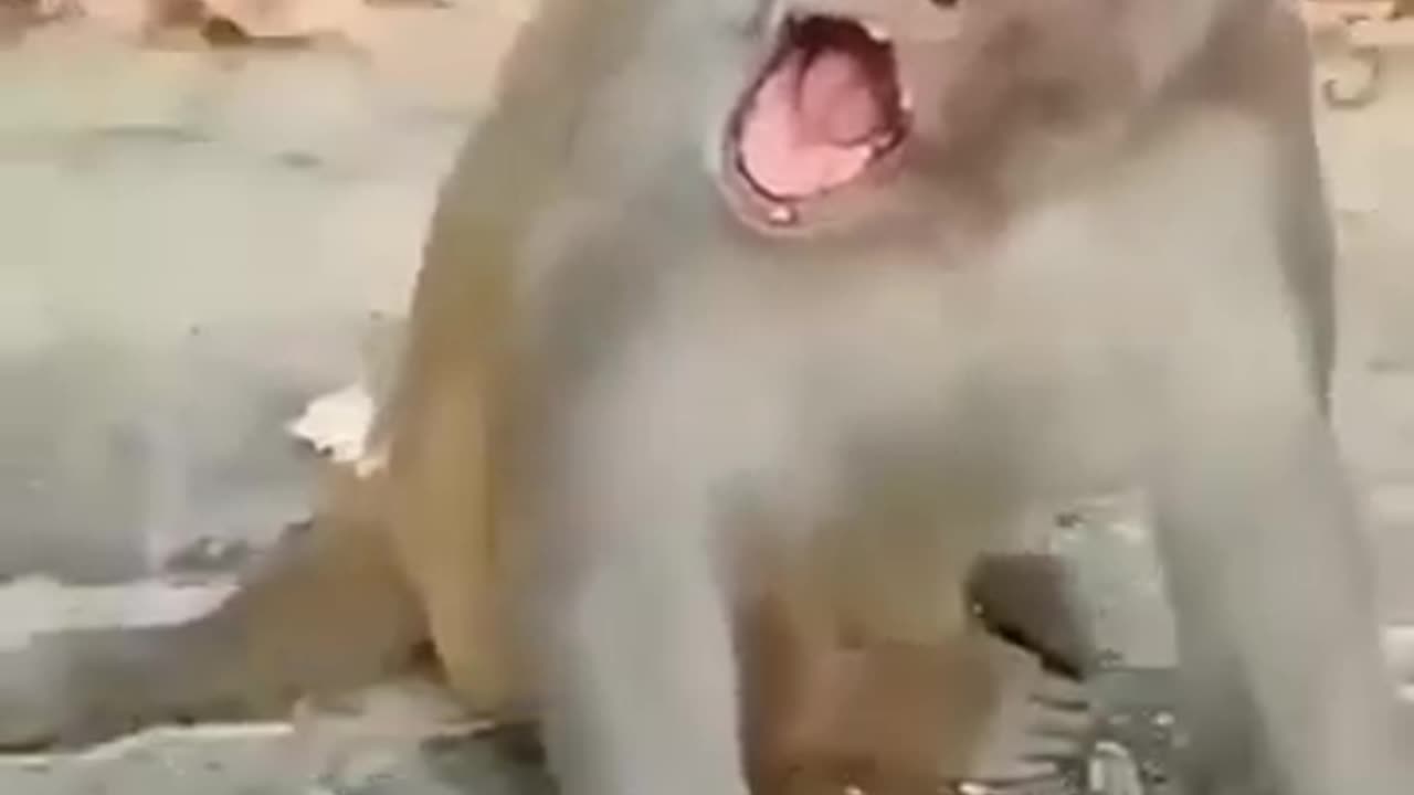 Funny Cat 🐈 and monkey🐒 🤣