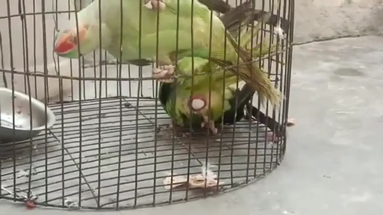 Parrots Friend