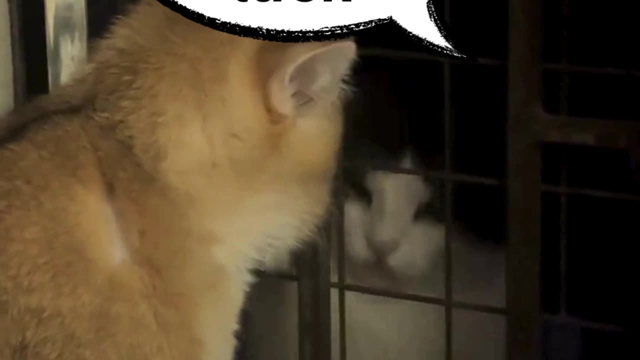 My cat was having a serious midnight chat with the neighbor's cat through the window