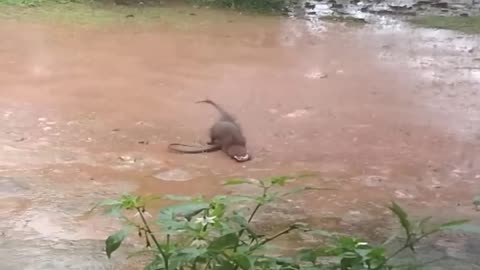 🐍⚡ Epic Cobra Snake vs Mongoose Fight to the Finish! Who Wins? 🐾🔥