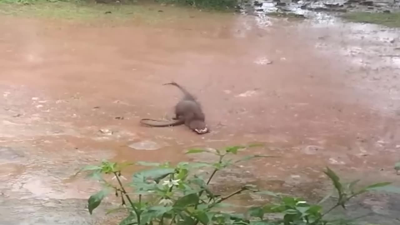 🐍⚡ Epic Cobra Snake vs Mongoose Fight to the Finish! Who Wins? 🐾🔥