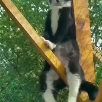 Funny cat