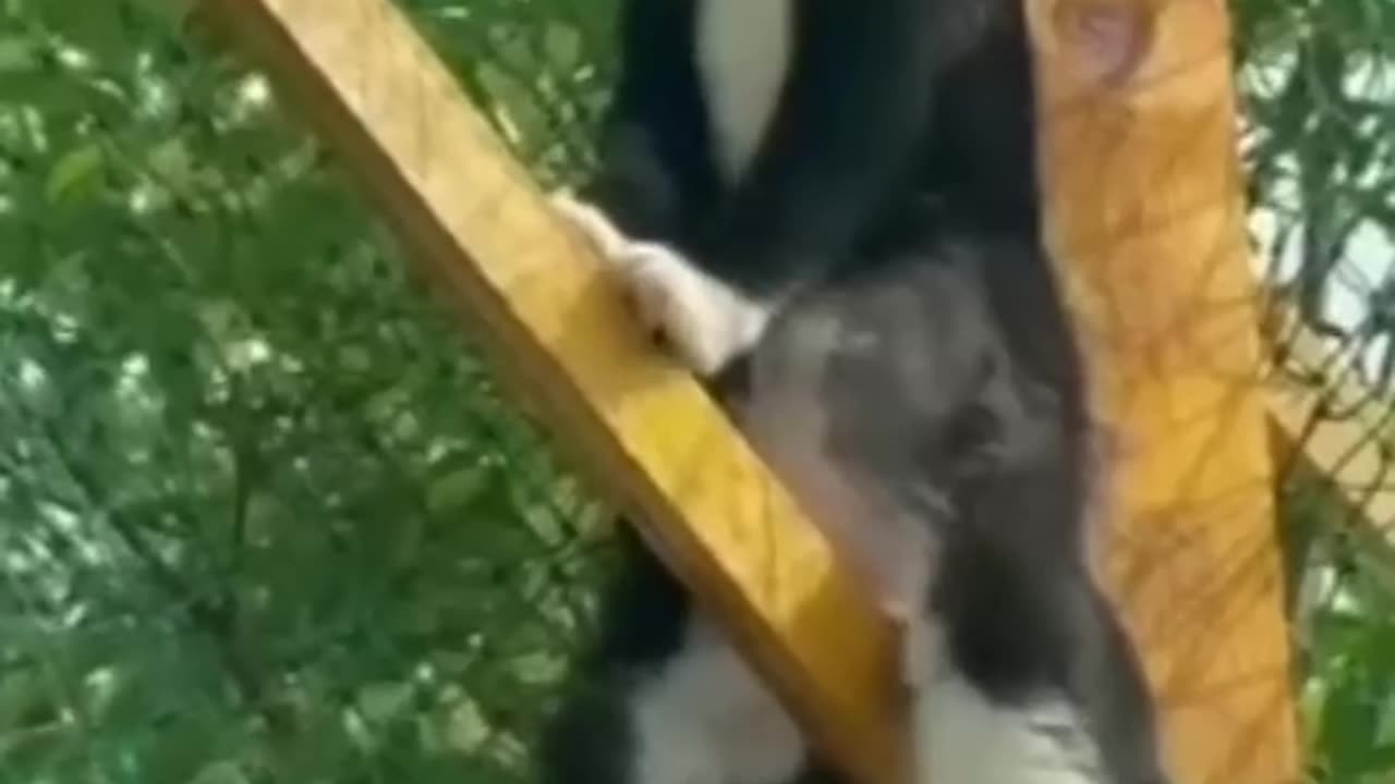 Funny cat