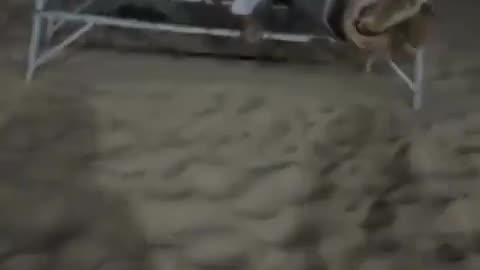 😂🐶 You Won't Believe How Much Fun This Dog is Having! | FunFM