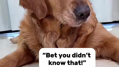“Zero Chill, 100% Cuteness: Pet Edition”