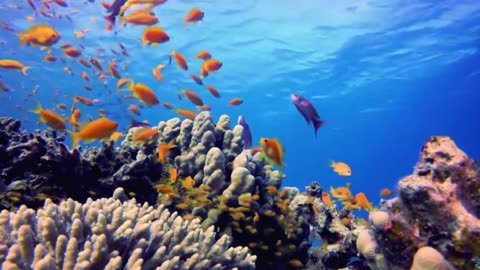 Underwater Wonderland in 4K – 3 Hours of Coral Reefs & Marine Life +