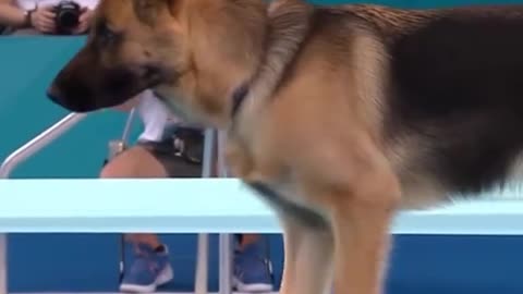 Dog diving competition