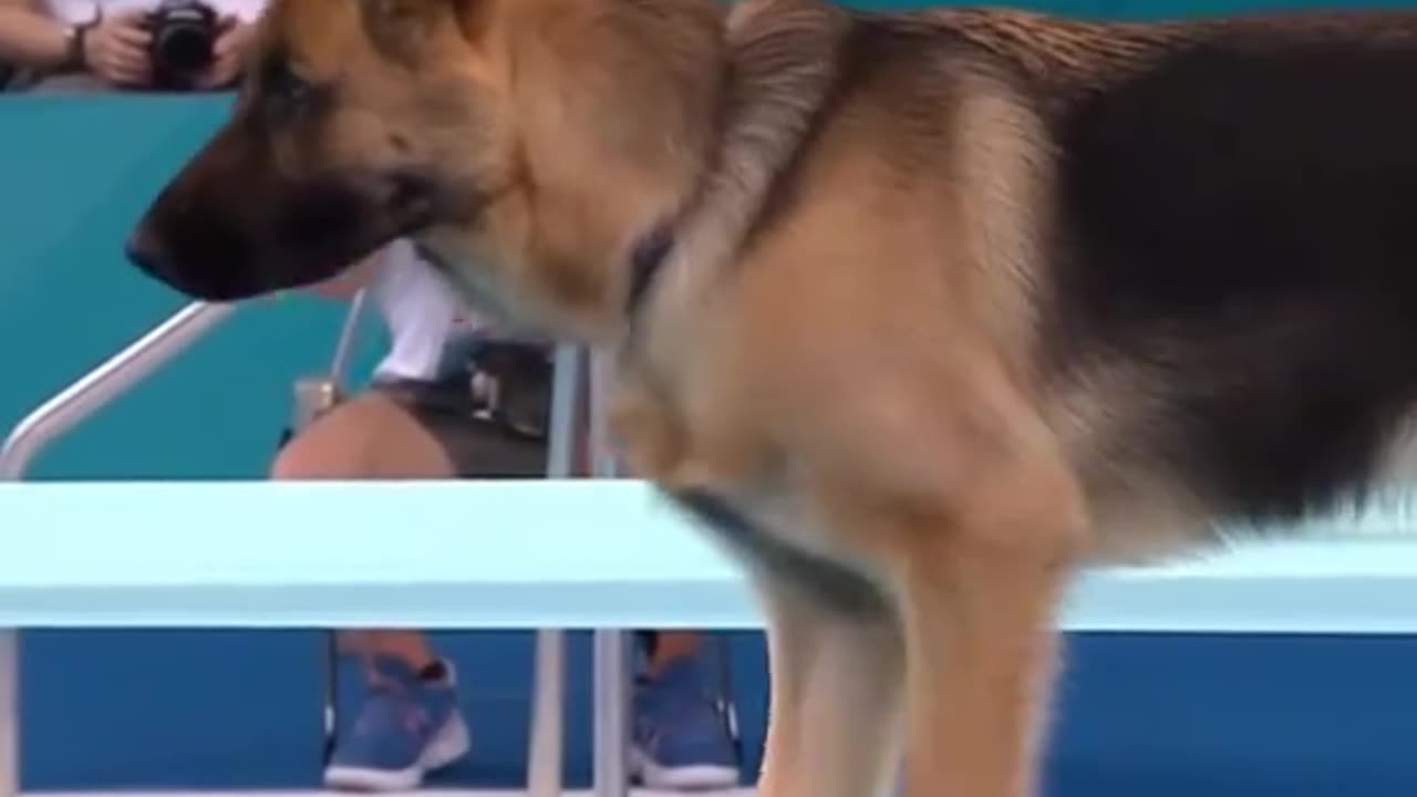 Dog diving competition