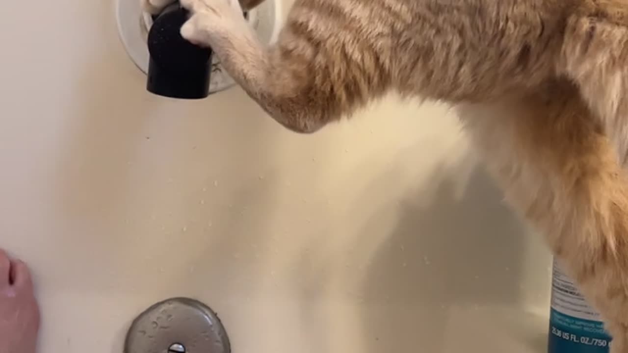 Orange Cat Fell Into My Tub