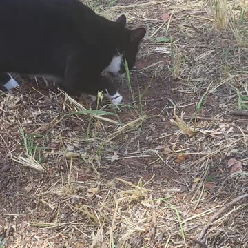 Storm covering up reptiles lol