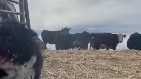 Dog and Cows on Friday. cartercountrymeats.com