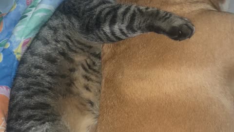 Lazy Cat Is Big Spoon