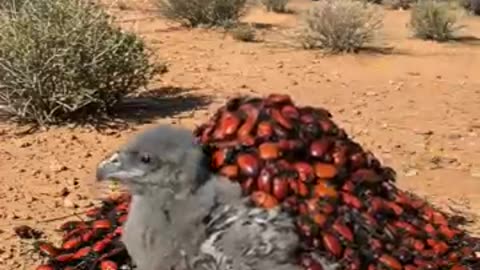 Amazing: Brave Ranger Rescues Baby Eagle Covered in Beetles in Rocky Mountains!