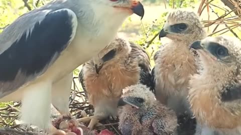 Ep05 | Review mother bird feeding her chicks in the nest | the babies bird are adorable!