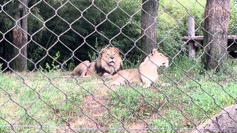 Lion 1