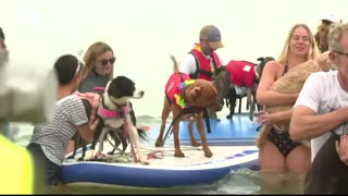 LIVE: Hundesurf-Meisterschaft in Großbritannien