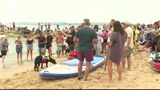 LIVE: Hundesurf-Meisterschaft in Großbritannien