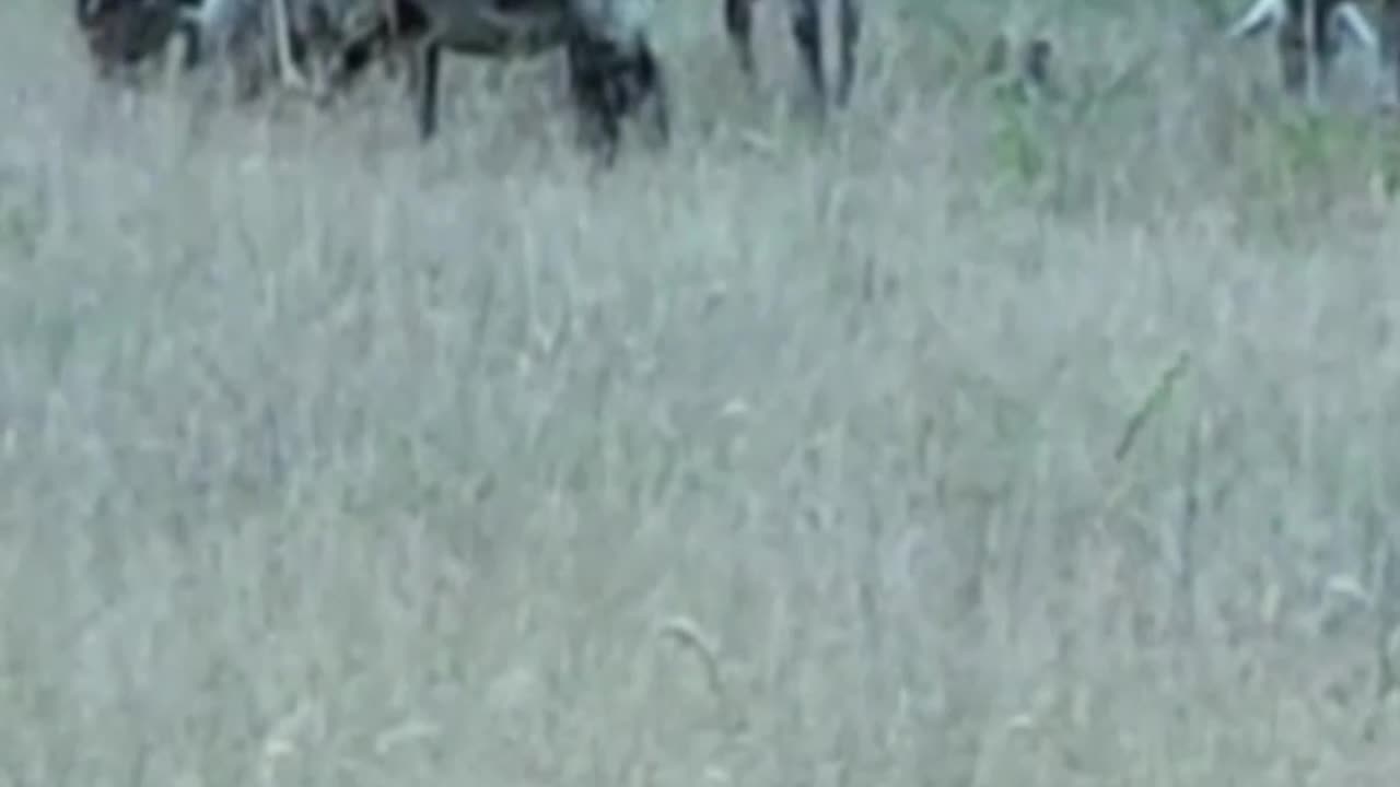 sheep