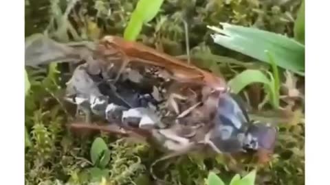 This dead insect is being controlled by a parasitic fungus.