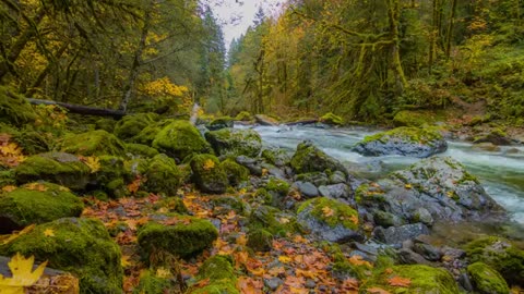 enjoy light music for relaxation and calm your body and soul/petflixandchill