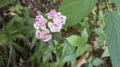 Sweet William