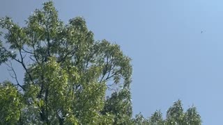 Helicopter