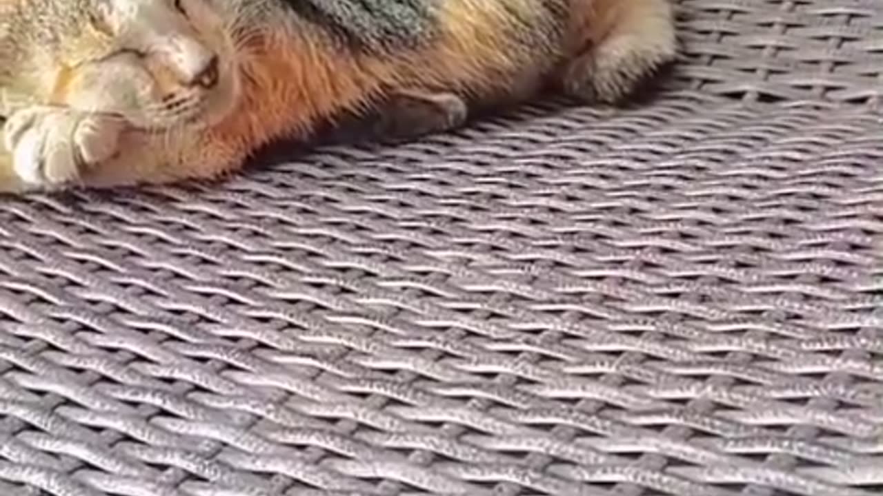 Lazy Cat Chooses to Sleep All Day Because of Rain! “Enjoy Your Day, Hooman!” 😂🌧️🐱