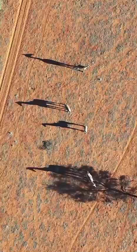 Giraffes strolling through