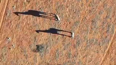 Giraffes strolling through