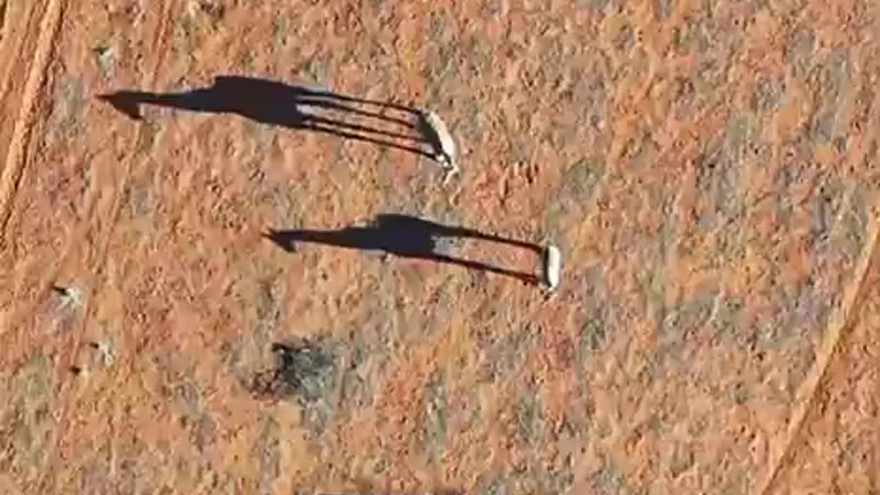 Giraffes strolling through