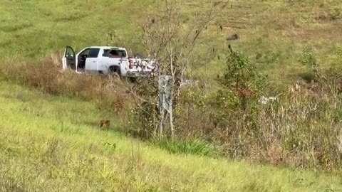 One of the monkeys that escaped after a truck crash in Mississippi last week was shot