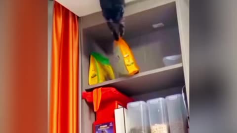 Cat Funny Video #animalallworld