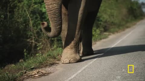Elephant Cleverly Steals Sugar Cane