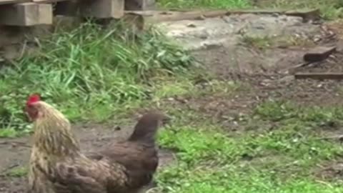 hen