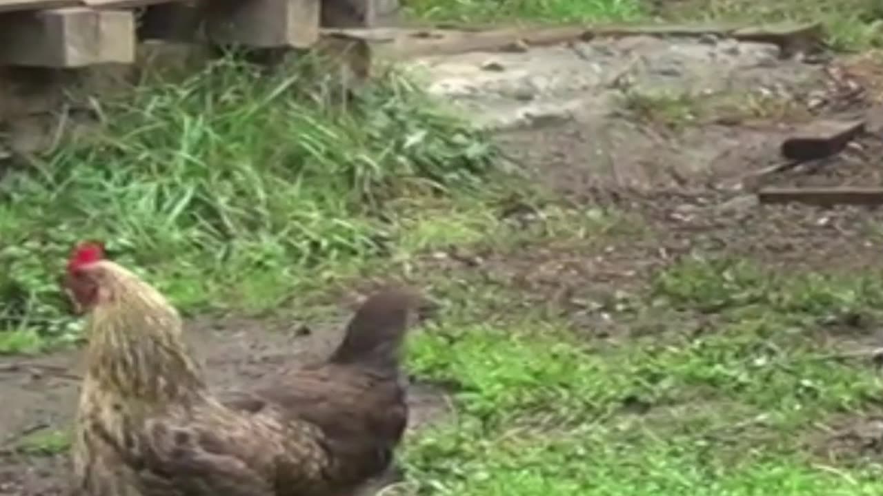 hen