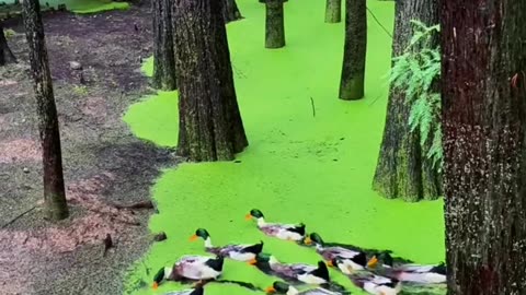 "بطّوطة الخضراء" 🌿🦆