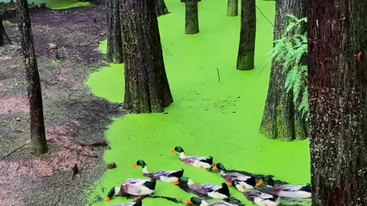 "بطّوطة الخضراء" 🌿🦆