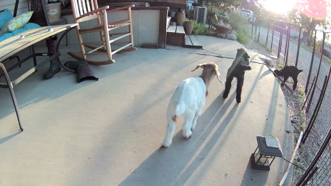 Baby goats on the front porch