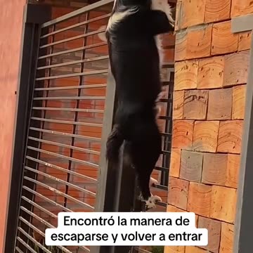 Escalador profesional