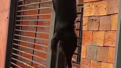 Escalador profesional
