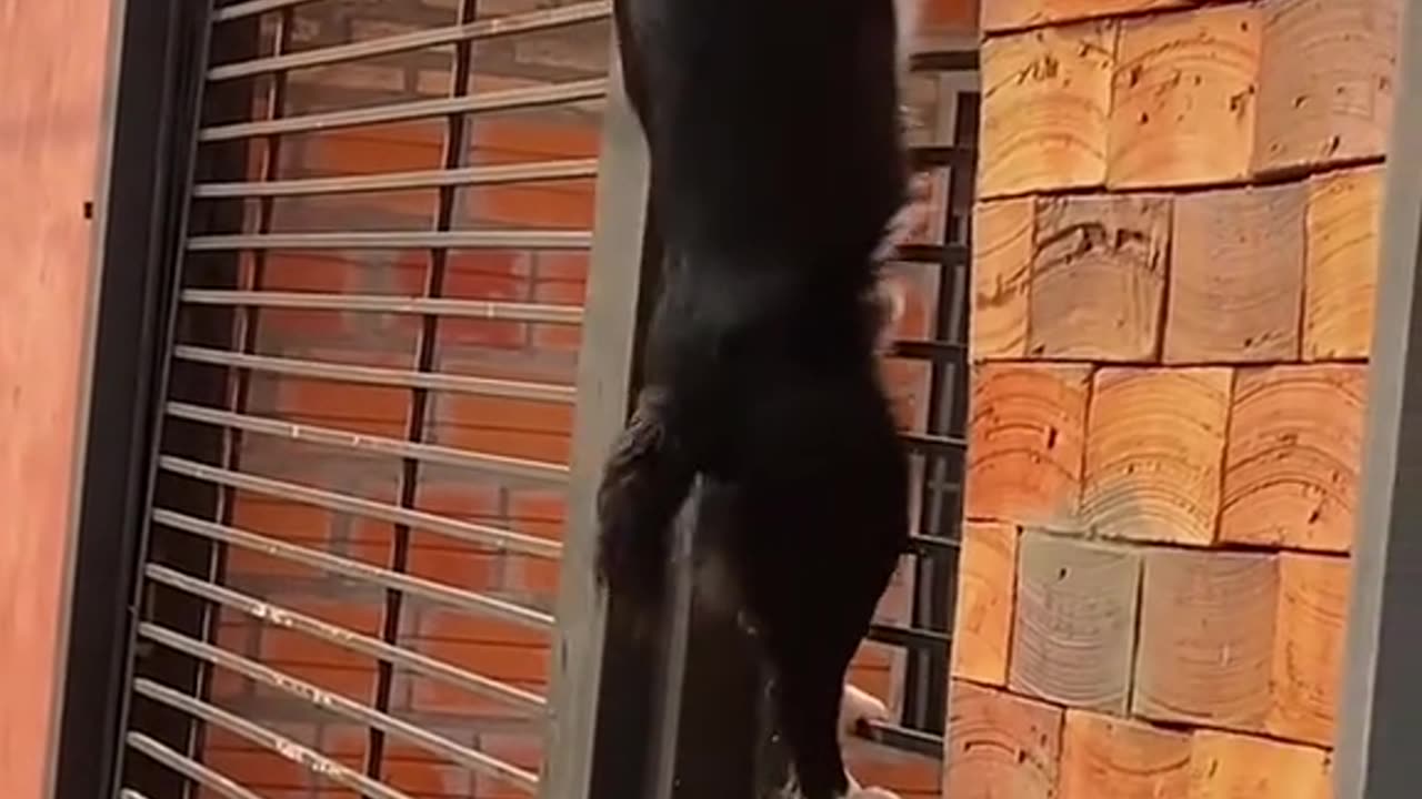 Escalador profesional