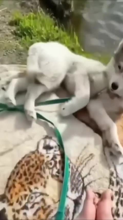 57. Laugh Out Loud with These Hilarious Pets