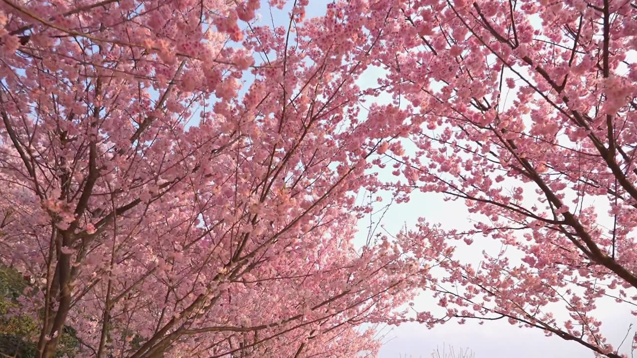 You bloom just in time, I pass by in rhyme. Cherry blossoms smile— Guess where this is for a while?"