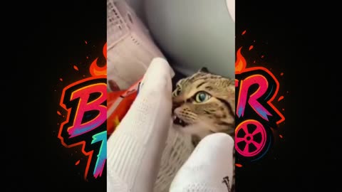🤮 🐱 "These Cats Smell Something Stinky for the First Time"
