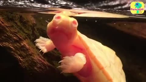 Must Watch: Guy Adopts A Tiny Turtle With A Hole Over Her Heart | Animal Videos